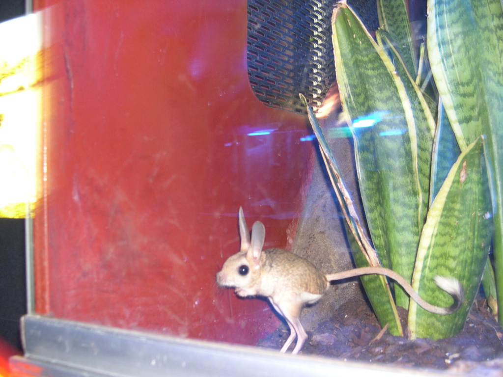 kangaroorat
